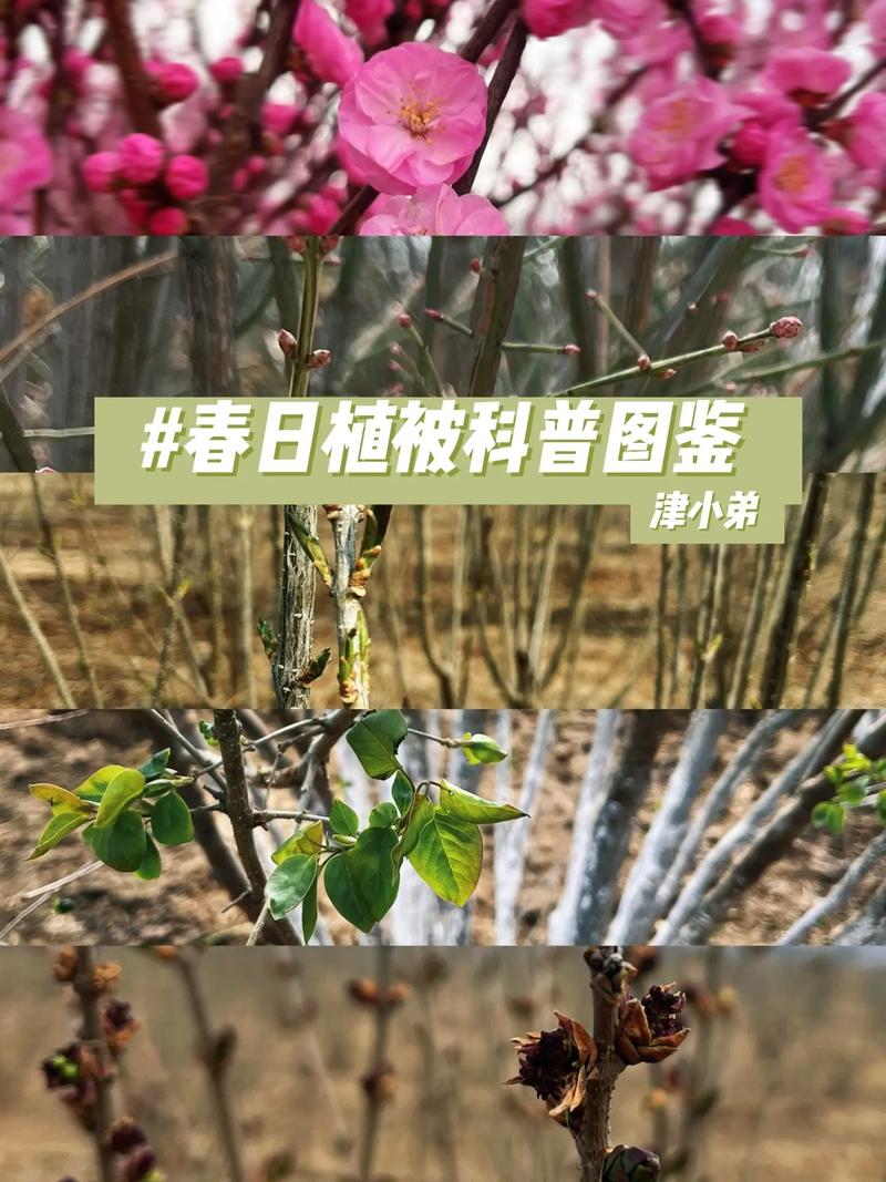 榆叶梅怎么繁殖(榆叶梅栽培要点)-第6张图片-花花知道网 榆叶梅怎么繁殖(榆叶梅栽培要点)-第6张图片-花花知道网