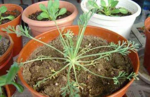 花菱草种子怎么种(花菱草的花语是什么)-第1张图片-花花知道网 花菱草种子怎么种(花菱草的花语是什么)-第1张图片-花花知道网