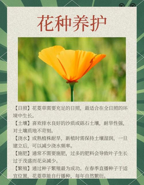 花菱草种子怎么种(花菱草的花语是什么)-第2张图片-花花知道网 花菱草种子怎么种(花菱草的花语是什么)-第2张图片-花花知道网
