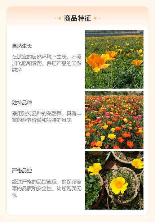 花菱草种子怎么种(花菱草的花语是什么)-第3张图片-花花知道网 花菱草种子怎么种(花菱草的花语是什么)-第3张图片-花花知道网