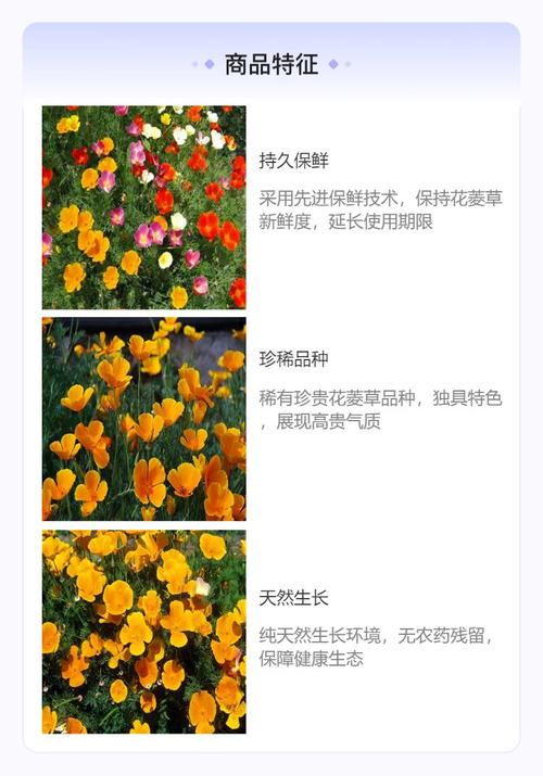 花菱草种子怎么种(花菱草的花语是什么)-第5张图片-花花知道网 花菱草种子怎么种(花菱草的花语是什么)-第5张图片-花花知道网