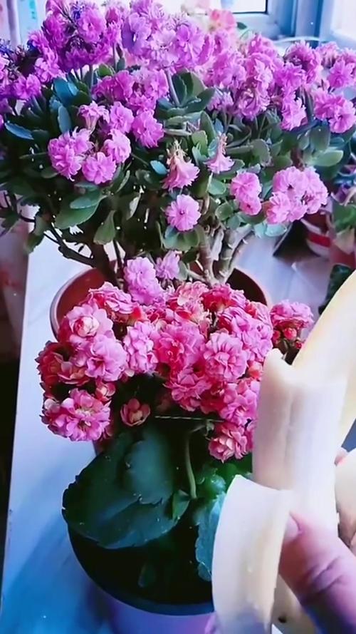 家里的花“吃”了香蕉皮之后疯长(香蕉花皮是怎么回事)-第1张图片-花花知道网 家里的花“吃”了香蕉皮之后疯长(香蕉花皮是怎么回事)-第1张图片-花花知道网