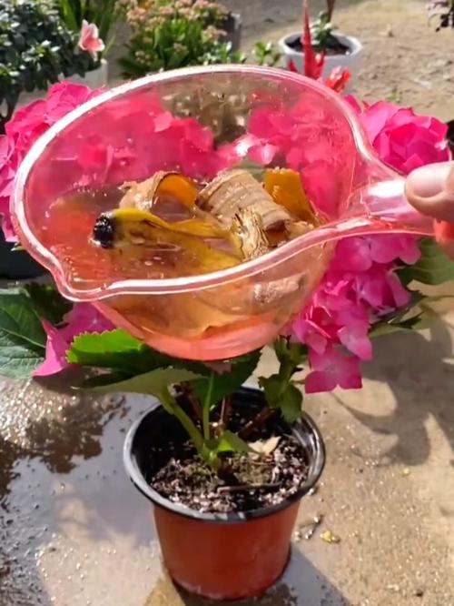 家里的花“吃”了香蕉皮之后疯长(香蕉花皮是怎么回事)-第5张图片-花花知道网 家里的花“吃”了香蕉皮之后疯长(香蕉花皮是怎么回事)-第5张图片-花花知道网