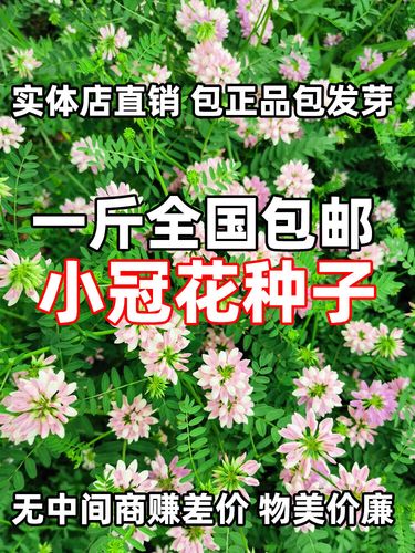 小冠花的种植方法(小冠花属)-第3张图片-花花知道网 小冠花的种植方法(小冠花属)-第3张图片-花花知道网