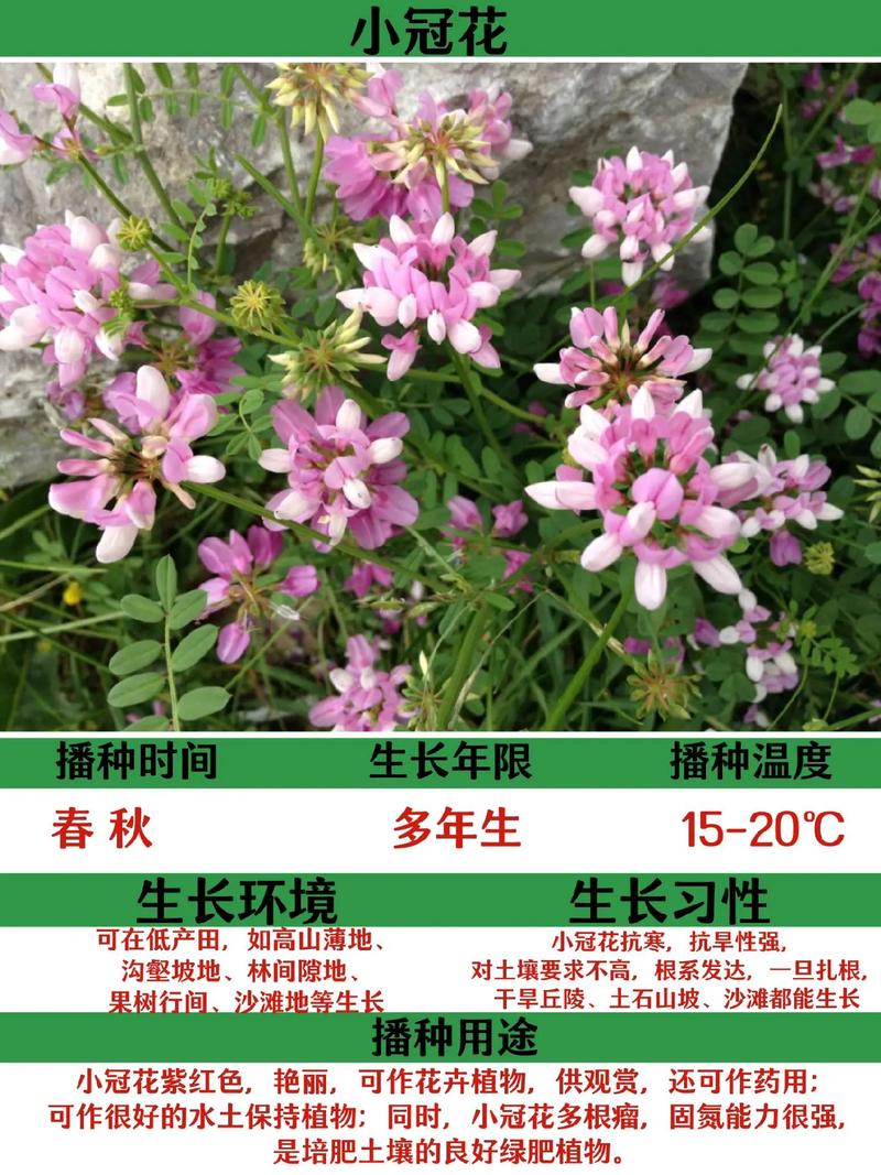 小冠花的种植方法(小冠花属)-第4张图片-花花知道网 小冠花的种植方法(小冠花属)-第4张图片-花花知道网