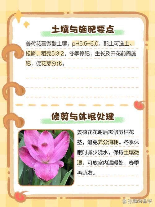 姜荷花怎么过冬(姜荷花过冬放哪里合适)-第2张图片-花花知道网 姜荷花怎么过冬(姜荷花过冬放哪里合适)-第2张图片-花花知道网