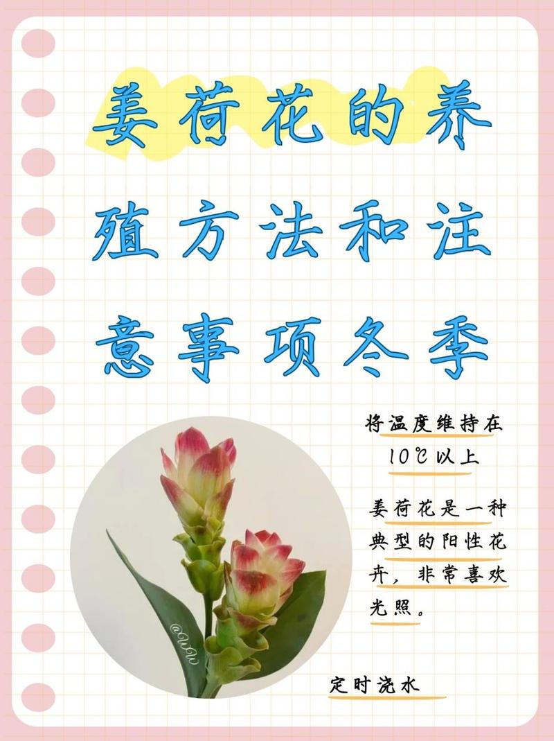 姜荷花怎么过冬(姜荷花过冬放哪里合适)-第4张图片-花花知道网 姜荷花怎么过冬(姜荷花过冬放哪里合适)-第4张图片-花花知道网