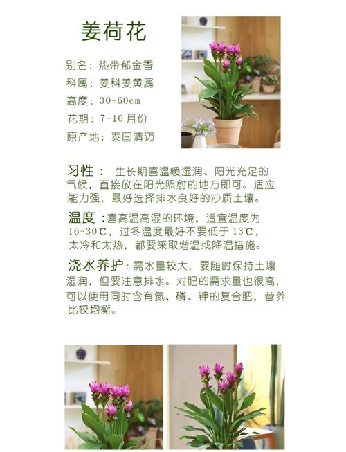 姜荷花怎么过冬(姜荷花过冬放哪里合适)-第5张图片-花花知道网 姜荷花怎么过冬(姜荷花过冬放哪里合适)-第5张图片-花花知道网