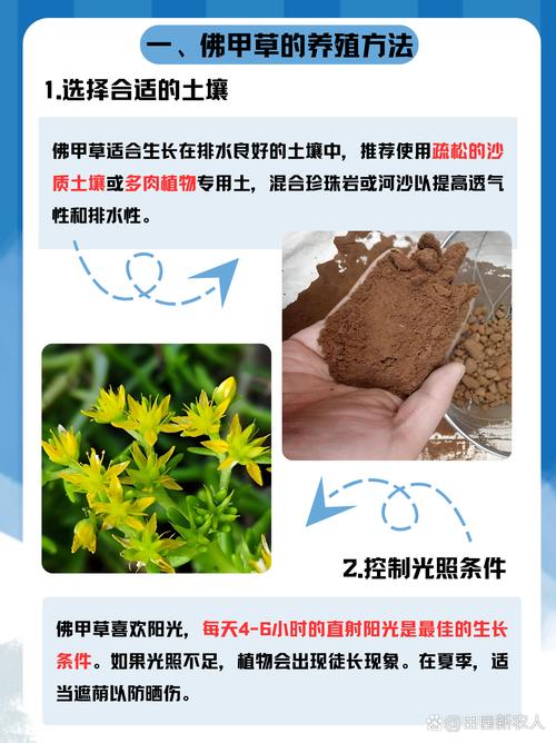 金叶佛甲草的繁殖方法(金叶佛甲草怎么繁殖)-第1张图片-花花知道网 金叶佛甲草的繁殖方法(金叶佛甲草怎么繁殖)-第1张图片-花花知道网