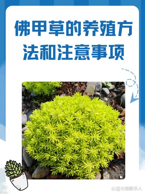 金叶佛甲草的繁殖方法(金叶佛甲草怎么繁殖)-第2张图片-花花知道网 金叶佛甲草的繁殖方法(金叶佛甲草怎么繁殖)-第2张图片-花花知道网