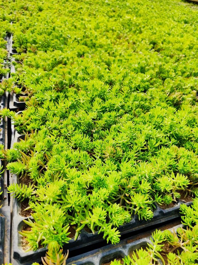金叶佛甲草的繁殖方法(金叶佛甲草怎么繁殖)-第3张图片-花花知道网 金叶佛甲草的繁殖方法(金叶佛甲草怎么繁殖)-第3张图片-花花知道网