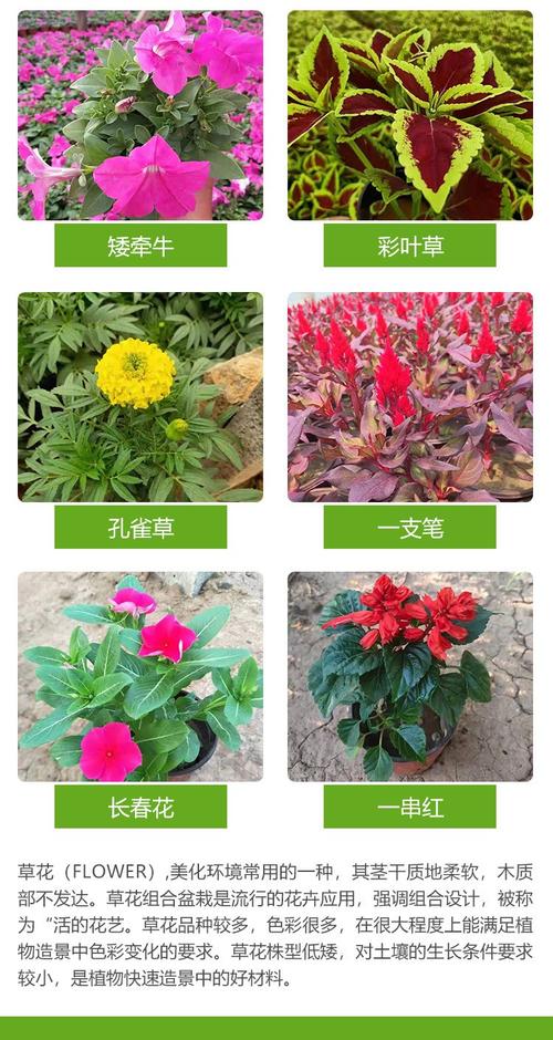 金叶佛甲草的繁殖方法(金叶佛甲草怎么繁殖)-第5张图片-花花知道网 金叶佛甲草的繁殖方法(金叶佛甲草怎么繁殖)-第5张图片-花花知道网