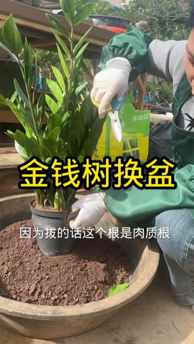 金钱树怎么分株(金钱树怎样分盆会活得好)-第1张图片-花花知道网 金钱树怎么分株(金钱树怎样分盆会活得好)-第1张图片-花花知道网