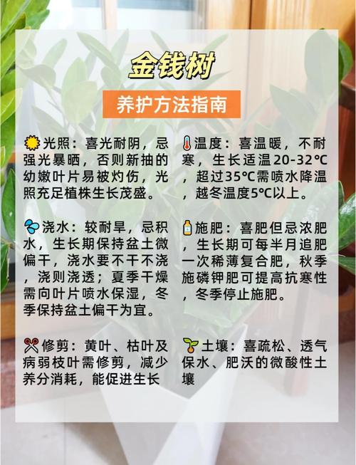 金钱树怎么分株(金钱树怎样分盆会活得好)-第2张图片-花花知道网 金钱树怎么分株(金钱树怎样分盆会活得好)-第2张图片-花花知道网