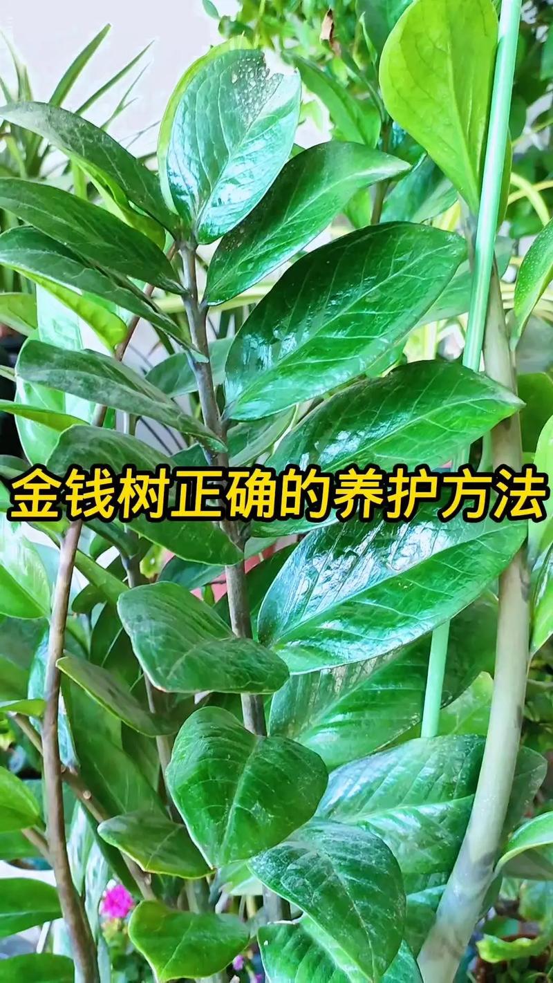 金钱树怎么分株(金钱树怎样分盆会活得好)-第4张图片-花花知道网 金钱树怎么分株(金钱树怎样分盆会活得好)-第4张图片-花花知道网