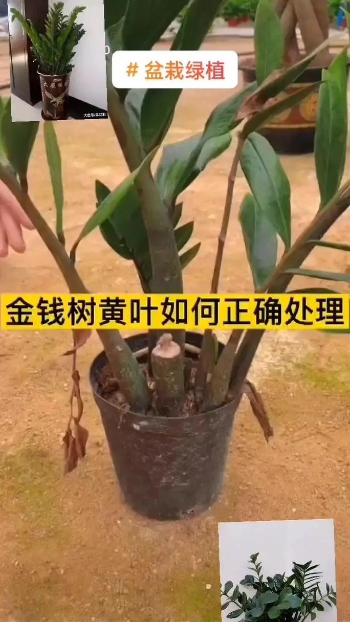 金钱树怎么分株(金钱树怎样分盆会活得好)-第5张图片-花花知道网 金钱树怎么分株(金钱树怎样分盆会活得好)-第5张图片-花花知道网