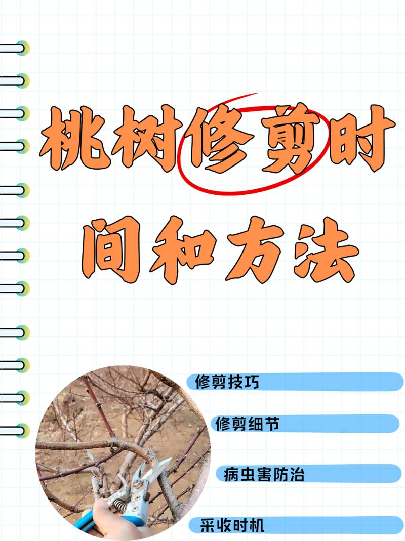 桃花夏季如何修剪(桃花怎么修剪)-第4张图片-花花知道网 桃花夏季如何修剪(桃花怎么修剪)-第4张图片-花花知道网