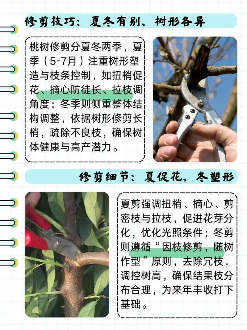 桃花夏季如何修剪(桃花怎么修剪)-第5张图片-花花知道网 桃花夏季如何修剪(桃花怎么修剪)-第5张图片-花花知道网