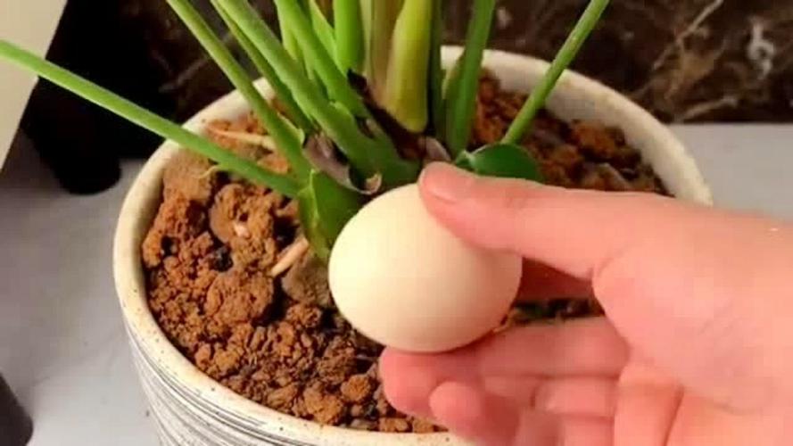 打个鸡蛋扔花盆里(盆栽里打鸡蛋)-第1张图片-花花知道网 打个鸡蛋扔花盆里(盆栽里打鸡蛋)-第1张图片-花花知道网