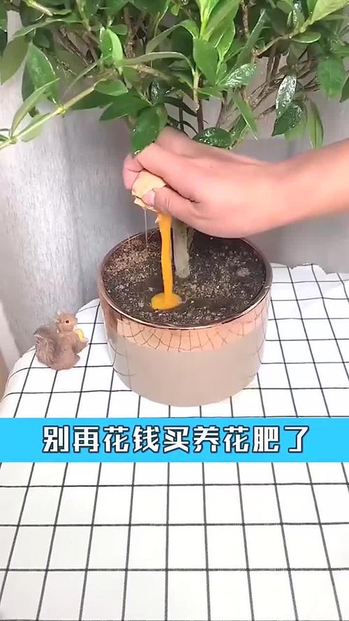 打个鸡蛋扔花盆里(盆栽里打鸡蛋)-第2张图片-花花知道网 打个鸡蛋扔花盆里(盆栽里打鸡蛋)-第2张图片-花花知道网