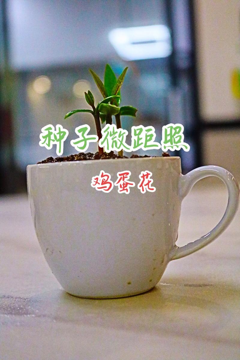 打个鸡蛋扔花盆里(盆栽里打鸡蛋)-第4张图片-花花知道网 打个鸡蛋扔花盆里(盆栽里打鸡蛋)-第4张图片-花花知道网