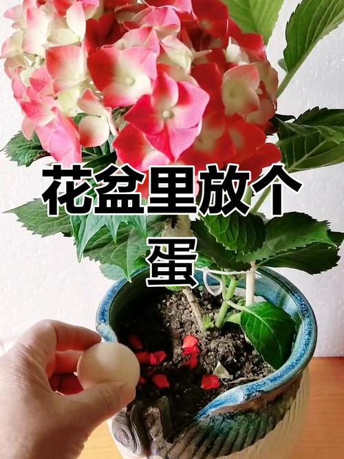 打个鸡蛋扔花盆里(盆栽里打鸡蛋)-第7张图片-花花知道网 打个鸡蛋扔花盆里(盆栽里打鸡蛋)-第7张图片-花花知道网
