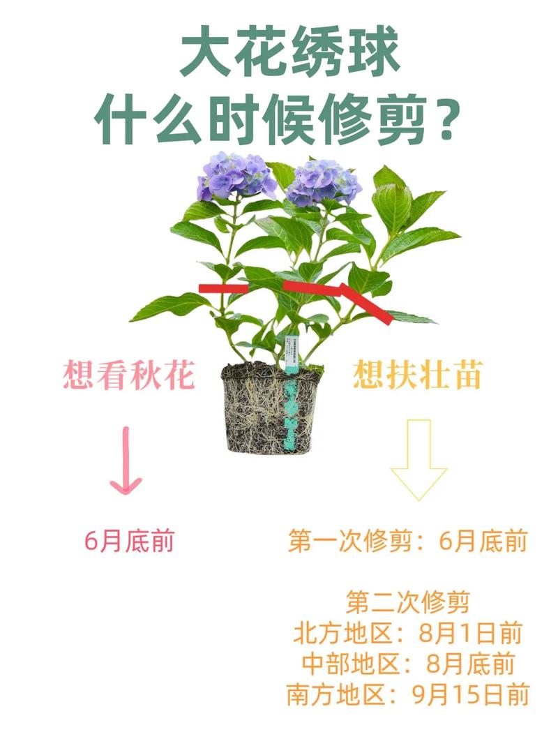 绣球花秋天怎么养(入秋后绣球花的养护)-第1张图片-花花知道网 绣球花秋天怎么养(入秋后绣球花的养护)-第1张图片-花花知道网