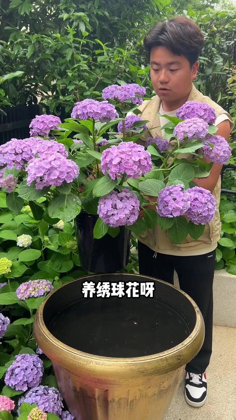 绣球花秋天怎么养(入秋后绣球花的养护)-第2张图片-花花知道网 绣球花秋天怎么养(入秋后绣球花的养护)-第2张图片-花花知道网