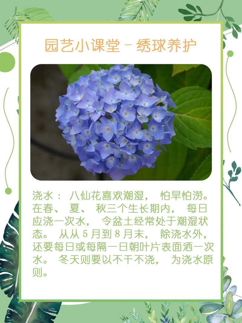 绣球花秋天怎么养(入秋后绣球花的养护)-第3张图片-花花知道网 绣球花秋天怎么养(入秋后绣球花的养护)-第3张图片-花花知道网
