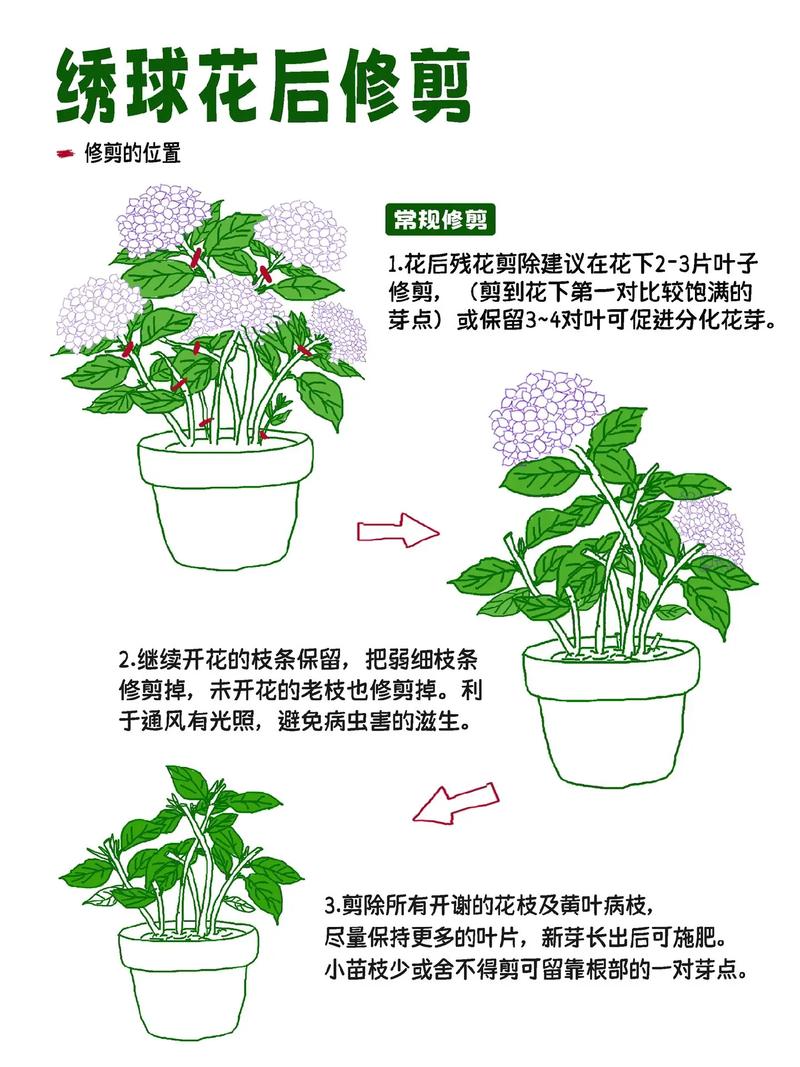绣球花秋天怎么养(入秋后绣球花的养护)-第4张图片-花花知道网 绣球花秋天怎么养(入秋后绣球花的养护)-第4张图片-花花知道网