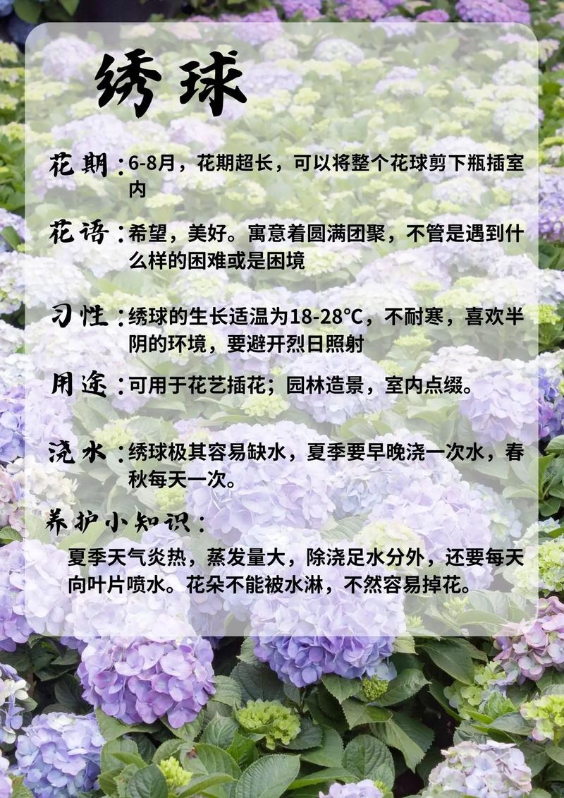 绣球花秋天怎么养(入秋后绣球花的养护)-第6张图片-花花知道网 绣球花秋天怎么养(入秋后绣球花的养护)-第6张图片-花花知道网
