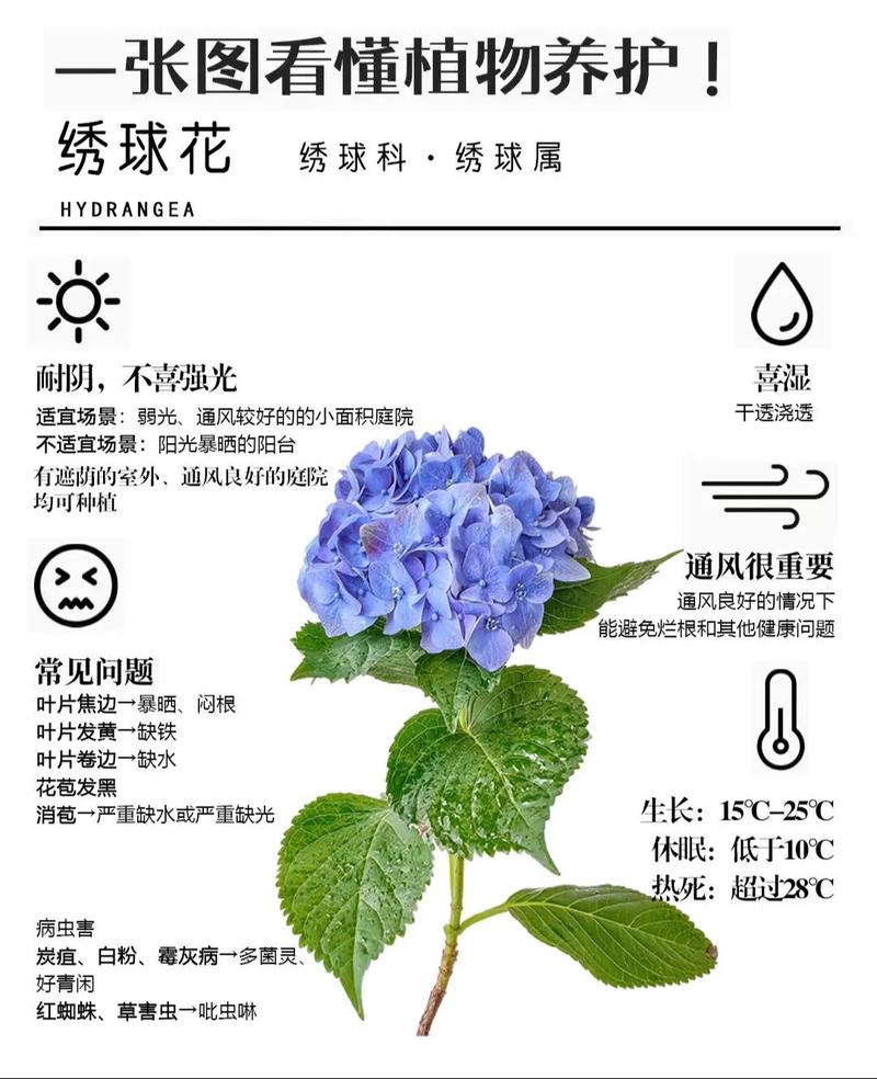 绣球花秋天怎么养(入秋后绣球花的养护)-第8张图片-花花知道网 绣球花秋天怎么养(入秋后绣球花的养护)-第8张图片-花花知道网