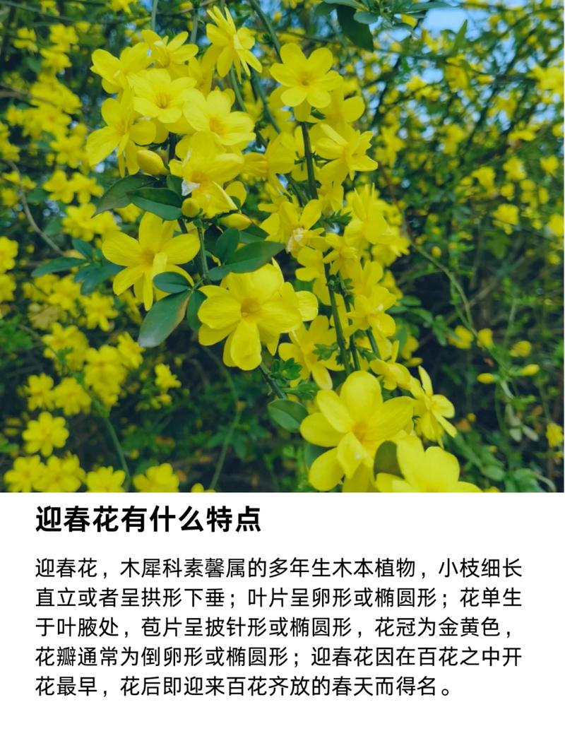 迎春花花期及其养护(迎春花的养护与修剪)-第1张图片-花花知道网 迎春花花期及其养护(迎春花的养护与修剪)-第1张图片-花花知道网