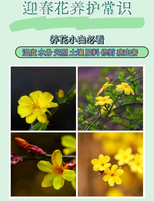 迎春花花期及其养护(迎春花的养护与修剪)-第3张图片-花花知道网 迎春花花期及其养护(迎春花的养护与修剪)-第3张图片-花花知道网