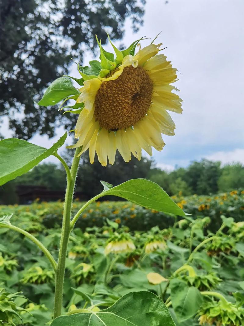 春天种1棵向日葵(春天种向日葵几天可以开花结果)-第4张图片-花花知道网 春天种1棵向日葵(春天种向日葵几天可以开花结果)-第4张图片-花花知道网
