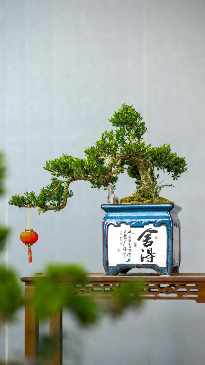 换盆的最佳时期到了(换盆过程)-第1张图片-花花知道网 换盆的最佳时期到了(换盆过程)-第1张图片-花花知道网