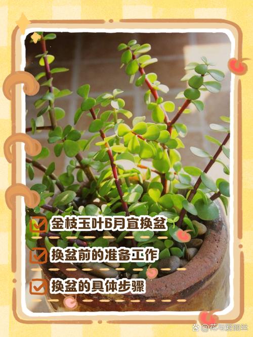 换盆的最佳时期到了(换盆过程)-第6张图片-花花知道网 换盆的最佳时期到了(换盆过程)-第6张图片-花花知道网