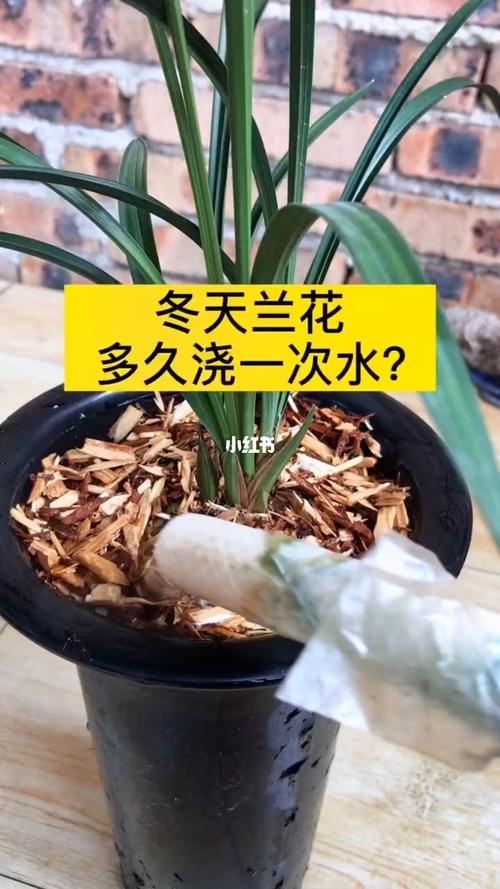 剑兰多久浇水(剑兰多久浇水一次)-第1张图片-花花知道网 剑兰多久浇水(剑兰多久浇水一次)-第1张图片-花花知道网