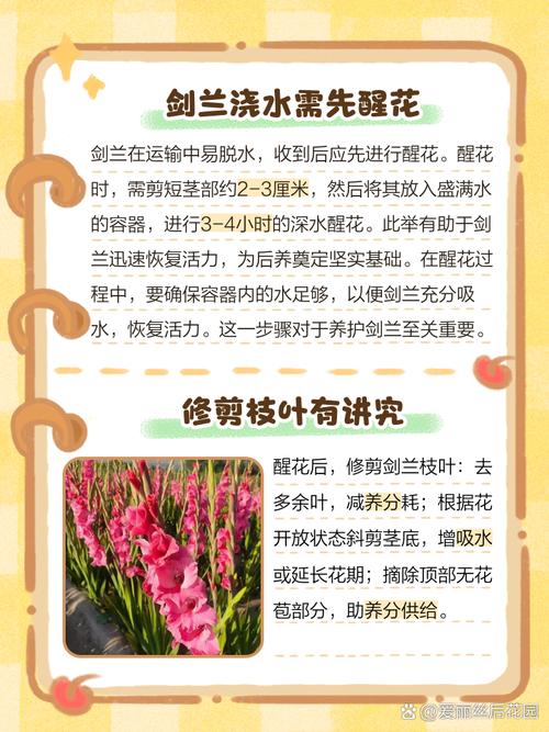剑兰多久浇水(剑兰多久浇水一次)-第2张图片-花花知道网 剑兰多久浇水(剑兰多久浇水一次)-第2张图片-花花知道网
