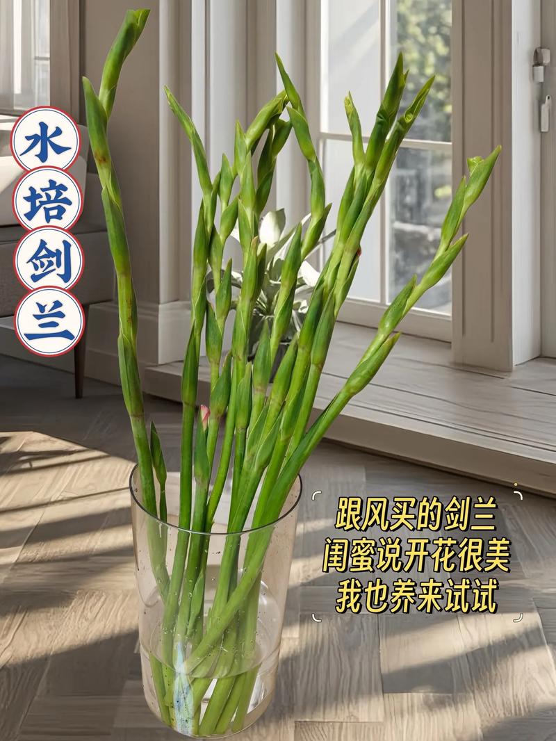 剑兰多久浇水(剑兰多久浇水一次)-第4张图片-花花知道网 剑兰多久浇水(剑兰多久浇水一次)-第4张图片-花花知道网