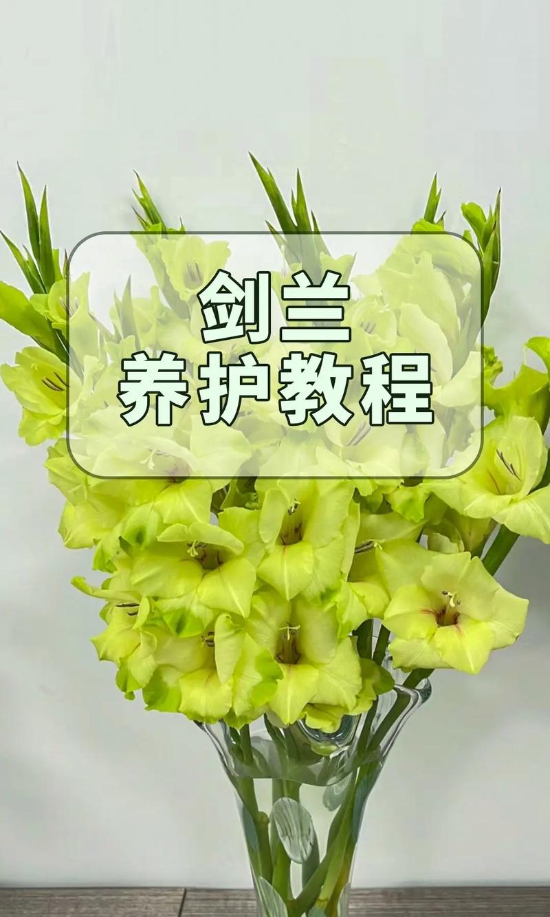 剑兰多久浇水(剑兰多久浇水一次)-第5张图片-花花知道网 剑兰多久浇水(剑兰多久浇水一次)-第5张图片-花花知道网