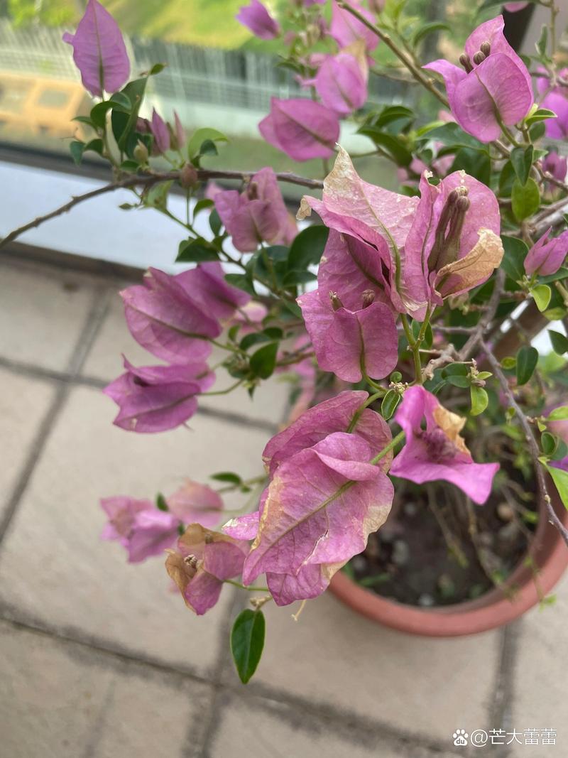 这花一根枝就活(一根一根的花叫什么)-第2张图片-花花知道网 这花一根枝就活(一根一根的花叫什么)-第2张图片-花花知道网