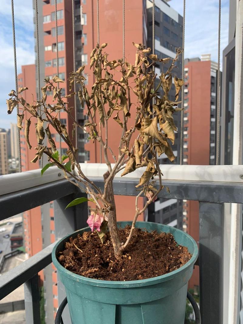 这花一根枝就活(一根一根的花叫什么)-第3张图片-花花知道网 这花一根枝就活(一根一根的花叫什么)-第3张图片-花花知道网