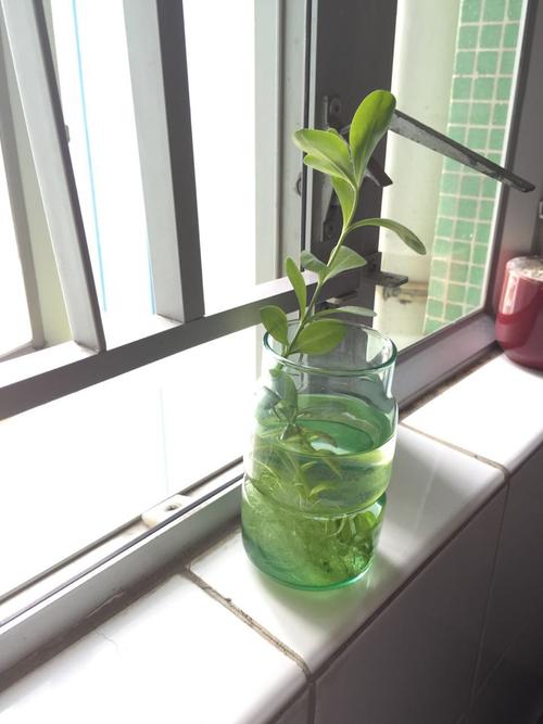 这花一根枝就活(一根一根的花叫什么)-第6张图片-花花知道网 这花一根枝就活(一根一根的花叫什么)-第6张图片-花花知道网