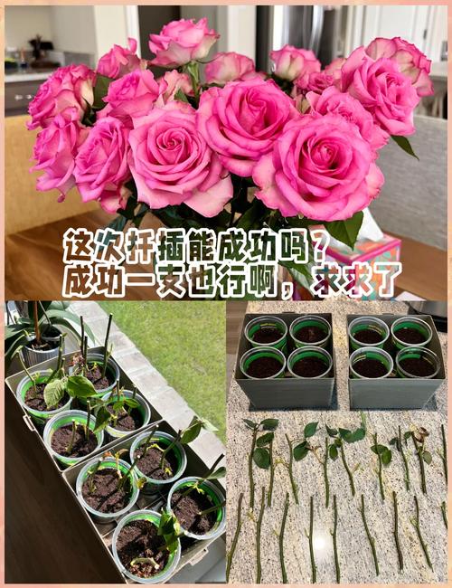 这花一根枝就活(一根一根的花叫什么)-第7张图片-花花知道网 这花一根枝就活(一根一根的花叫什么)-第7张图片-花花知道网