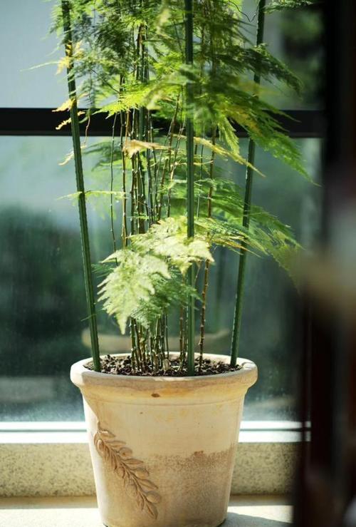 文竹一养就10年(文竹养几年才能开花)-第2张图片-花花知道网 文竹一养就10年(文竹养几年才能开花)-第2张图片-花花知道网