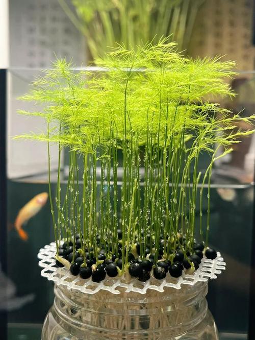 文竹一养就10年(文竹养几年才能开花)-第5张图片-花花知道网 文竹一养就10年(文竹养几年才能开花)-第5张图片-花花知道网