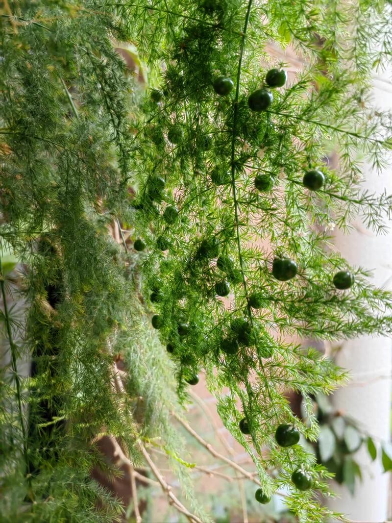 文竹一养就10年(文竹养几年才能开花)-第6张图片-花花知道网 文竹一养就10年(文竹养几年才能开花)-第6张图片-花花知道网