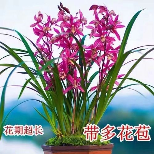 建兰冬天怎么养(建兰冬天怎么养护)-第2张图片-花花知道网 建兰冬天怎么养(建兰冬天怎么养护)-第2张图片-花花知道网