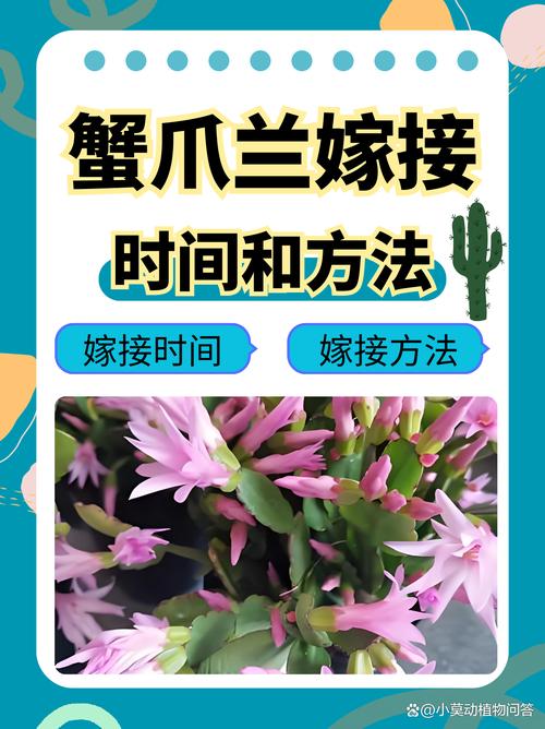 蟹爪兰的嫁接方法(嫁接蟹爪兰最佳时间)-第1张图片-花花知道网 蟹爪兰的嫁接方法(嫁接蟹爪兰最佳时间)-第1张图片-花花知道网